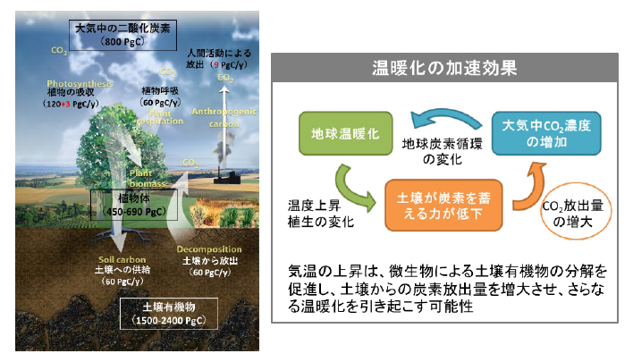 図1 左:気候変動に関する政府間パネルIPCCがまとめた陸域生態系における炭素循環の模式図(Diagram adapted from U.S. DOE, Office of Science. Data source: IPCC AR5, Working Group I Report (2013).)
右:温暖化と有機物分解促進のポジティブフィードバック