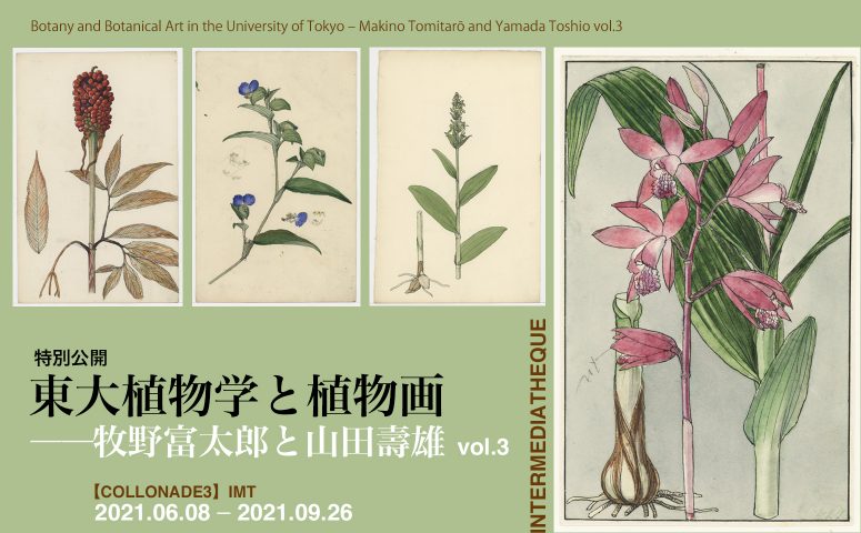特別公開『東大植物学と植物画——牧野富太郎と山田壽雄vol.3』
